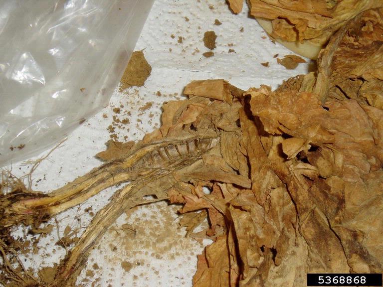 black shank of tobacco symptoms Black Shank (Diseases and Pests)