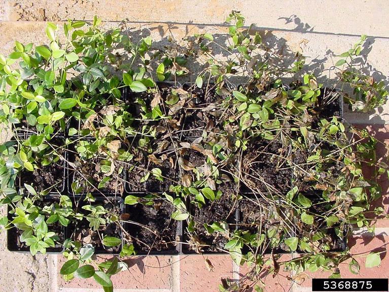 Pythium diseases (Pythium spp. ) on common periwinkle (Vinca minor ) 5368875