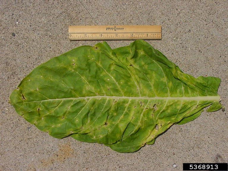 tobacco ringspot virus tobacco ringspot virus (TRSV) (Nepovirus Tobacco ringspot virus)