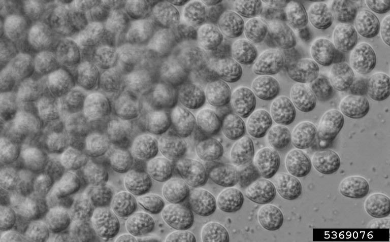 Spores of the fungus Phyllosticta ampelicida.