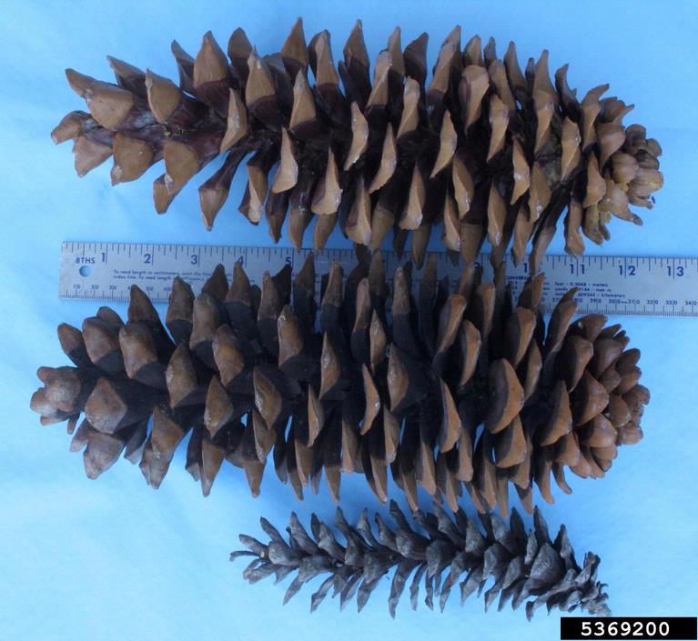 sugar pine (Pinus lambertiana)