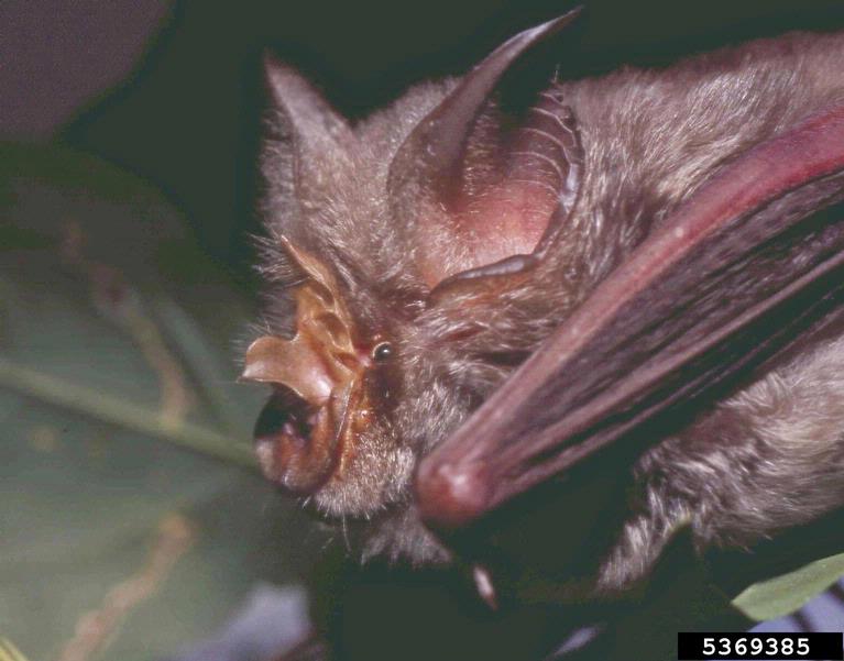 Sundevall's roundleaf bat, Hipposideros caffer (Chiroptera Rhinolophidae) 5369385