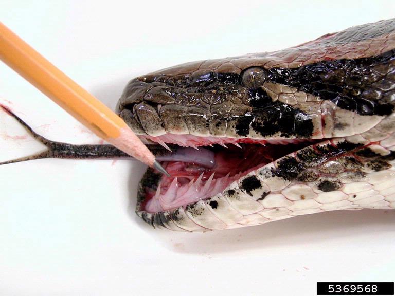 Burmese python (Python molurus ssp. bivittatus)