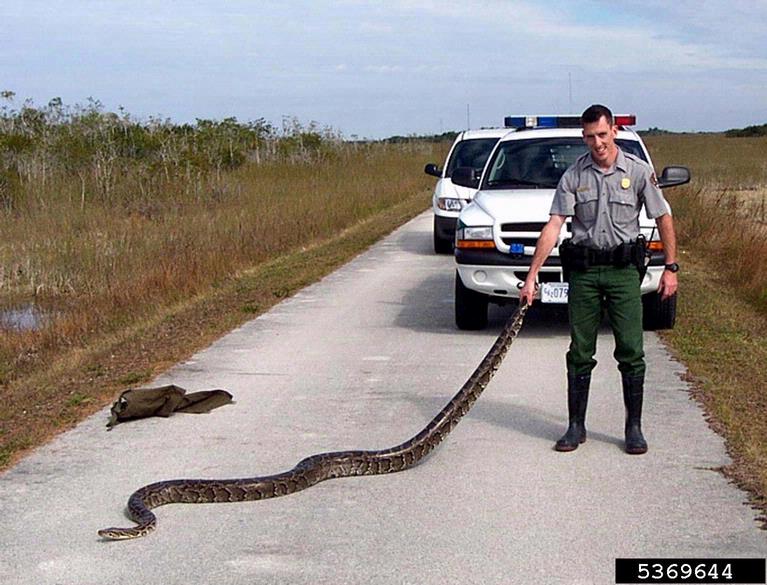 Burmese python (Python molurus ssp. bivittatus)