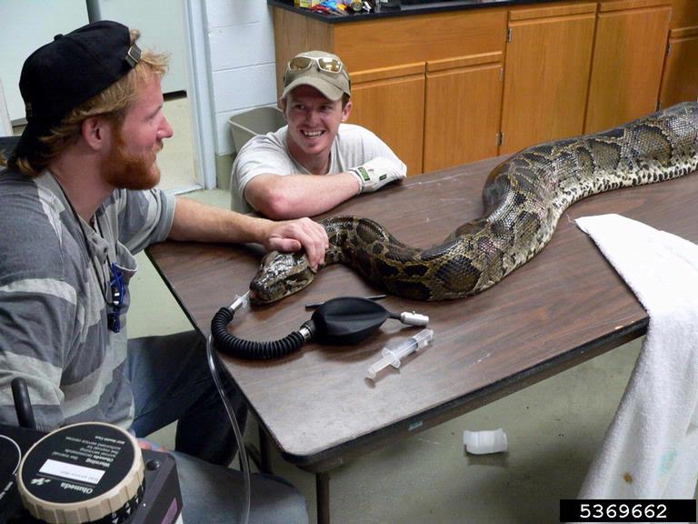 Burmese python (Python molurus ssp. bivittatus)