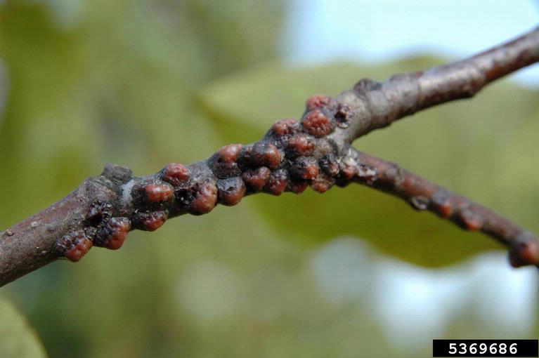 magnolia scale (Neolecanium cornuparvum)