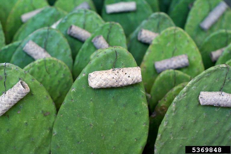 cochineal insect (Dactylopius coccus Costa)
