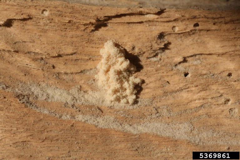 Powderpost Beetles Trogoxylon Spp Coleoptera Bostrichidae 5369861