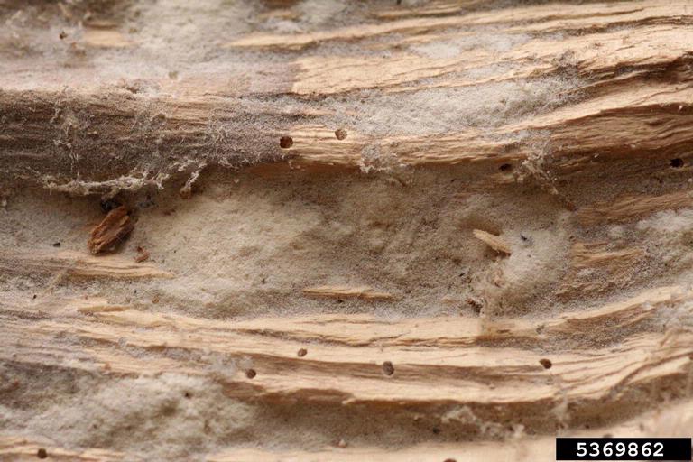 powderpost beetles (Genus Trogoxylon)