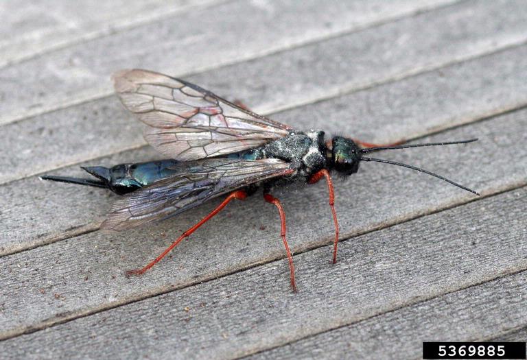 blue horntail woodwasp (Sirex cyaneus ) on tall lodgepole ...