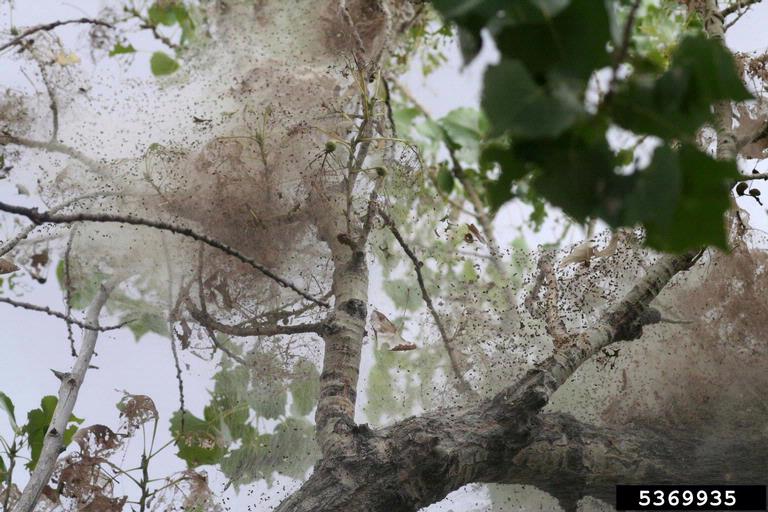 fall webworm (Hyphantria cunea)