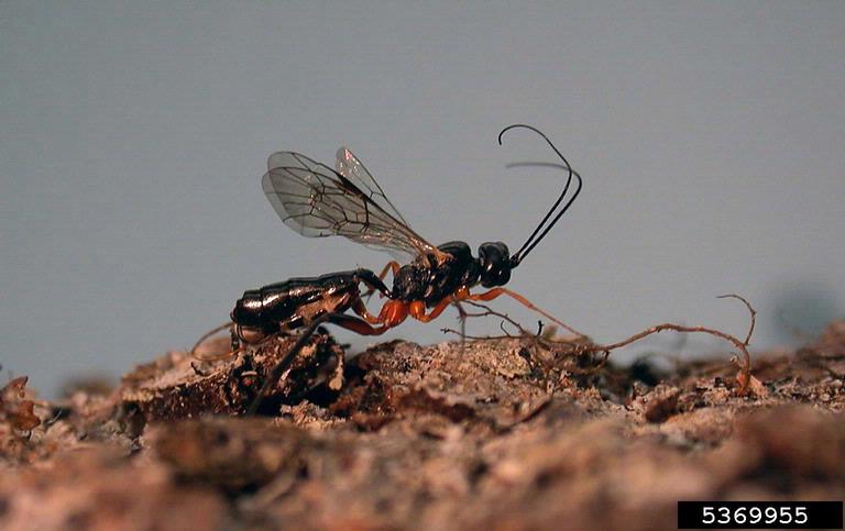 Ichneumonid parasitoid wasp (Rhimphoctona macrocephala (Provancher, 1874))