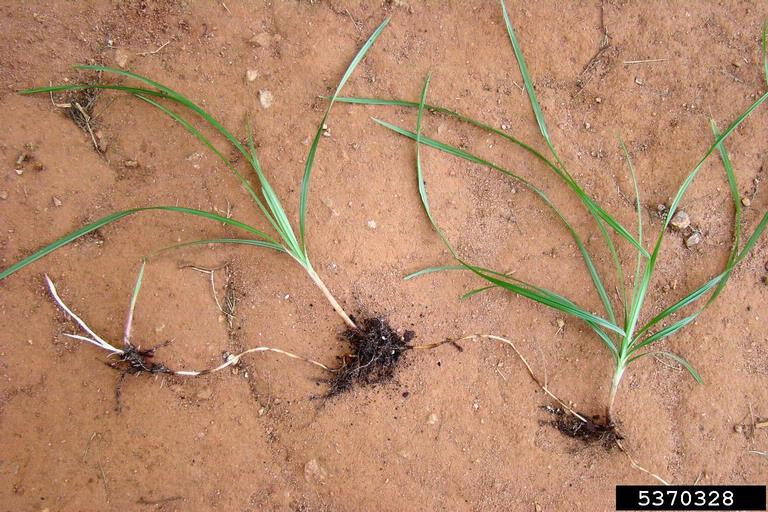 purple nutsedge (Cyperus rotundus)