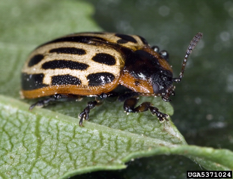 cottonwood leaf beetle, Chrysomela scripta (Coleoptera Chrysomelidae