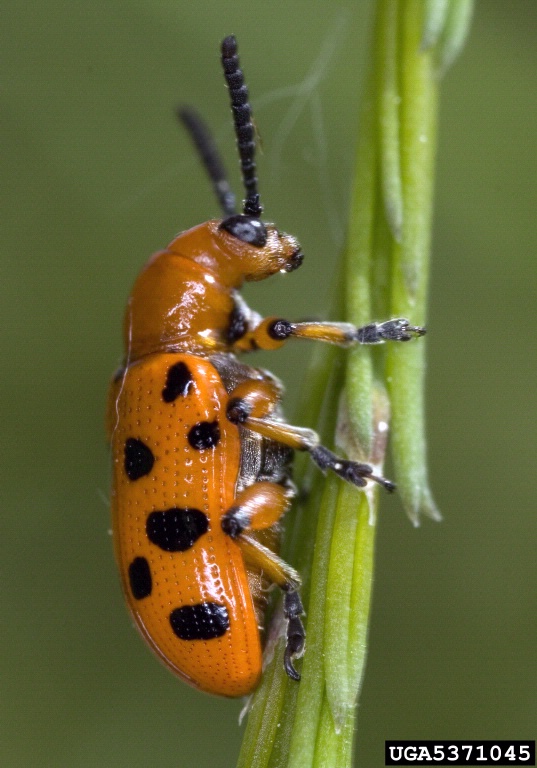 asparagus beetle (Crioceris asparagi)