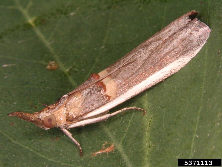 limabean pod borer (Etiella zinckenella)