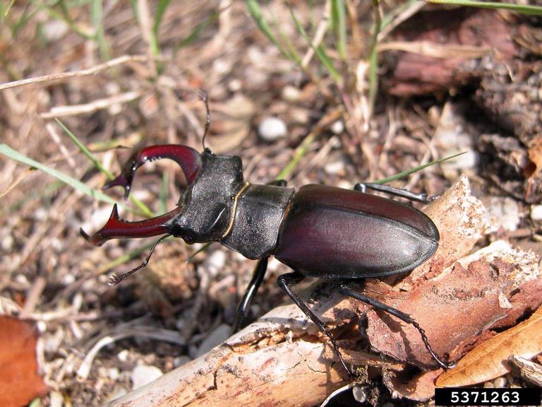 stag beetle (Lucanus cervus (Linnaeus, 1758))