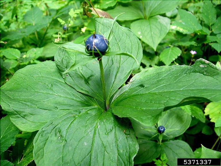 herb paris (Paris quadrifolia)