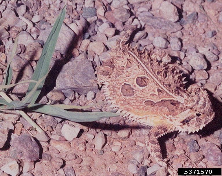 Texas horned lizard (Phrynosoma cornutum (Harlan, 1825))