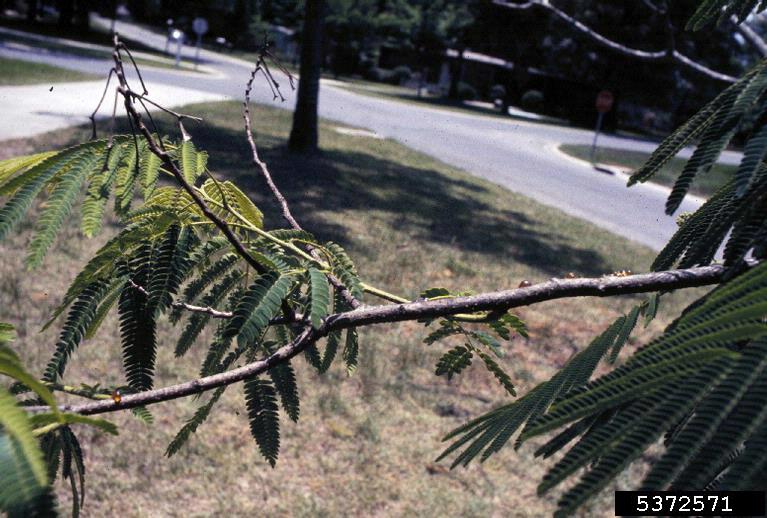 mimosa wilt (Fusarium oxysporum f.sp. perniciosum)