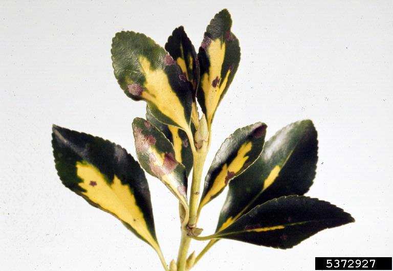 powdery mildew (Microsphaera penicillata ) on Japanese spindletree