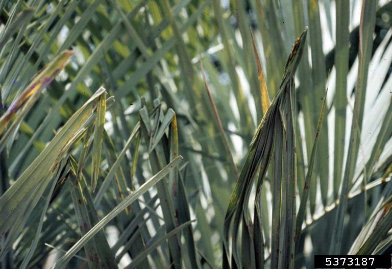 magnesium deficiency on jelly palm (Butia capitata ) 5373187