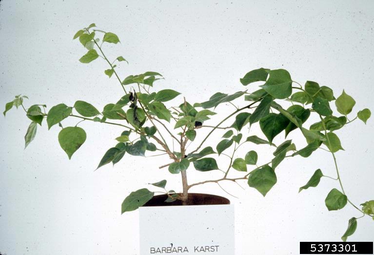 Phytophthora root and crown rots (Phytophthora spp. ) on bougainvillea (Bougainvillea spp