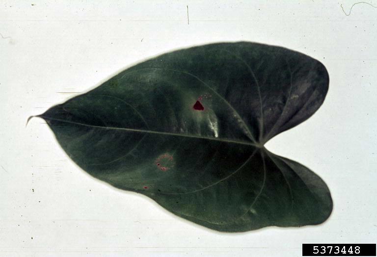 bacterial leaf spot (Pseudomonas cichorii ) on laceleaf (Anthurium spp. ) 5373448