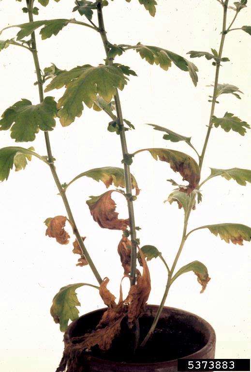 Verticillium wilts (Verticillium spp. ) on chrysanthemum (Chrysanthemum