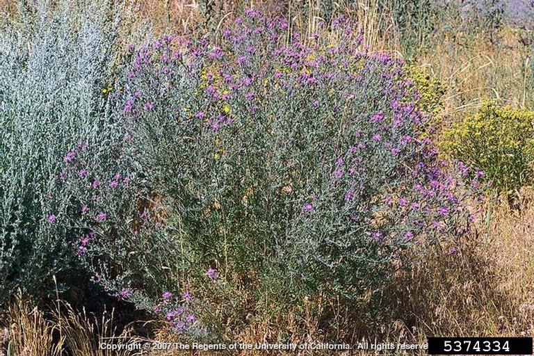 Joseph M. DiTomaso, University of California - Davis,  Bugwood.org