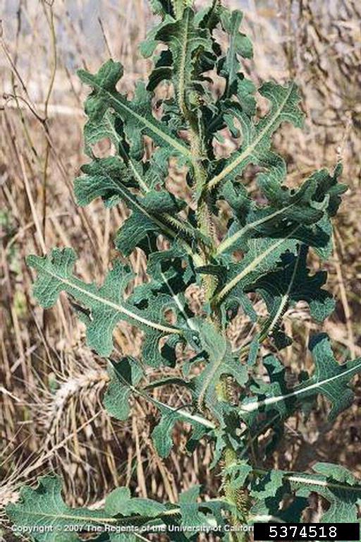 prickly lettuce (Lactuca serriola)
