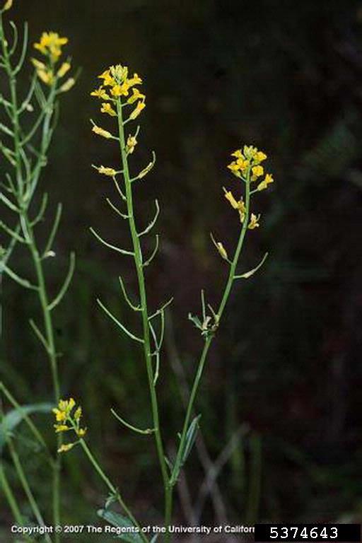 yellow rocket (Barbarea vulgaris)
