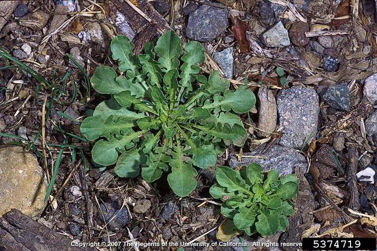 field pepperweed (Lepidium campestre)