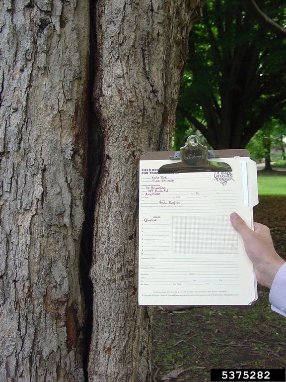 visual tree inspection