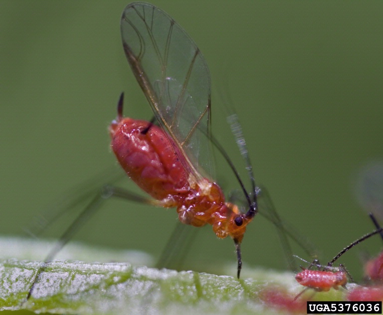 wild lettuce aphid (Uroleucon pseudambrosiae)