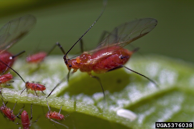wild lettuce aphid, Uroleucon pseudambrosiae (Hemiptera Aphididae