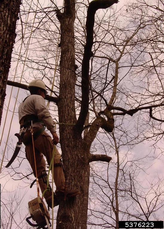 tree worker