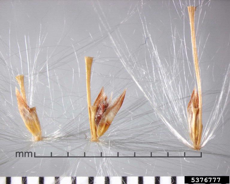 wild sugarcane (Saccharum spontaneum)