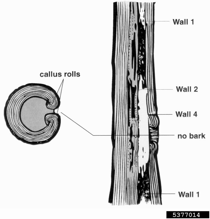Compartmentalization Of Decay In Trees (CODIT)