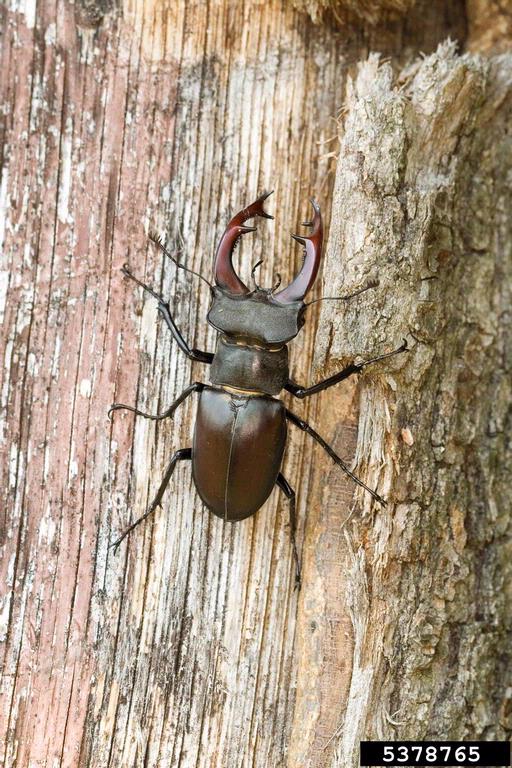 stag beetle (Lucanus cervus (Linnaeus, 1758))