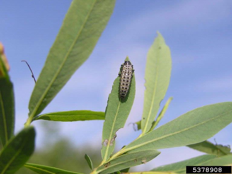 willow leaf beetle (Chrysomela vigintipunctata Scopoli, 1763)