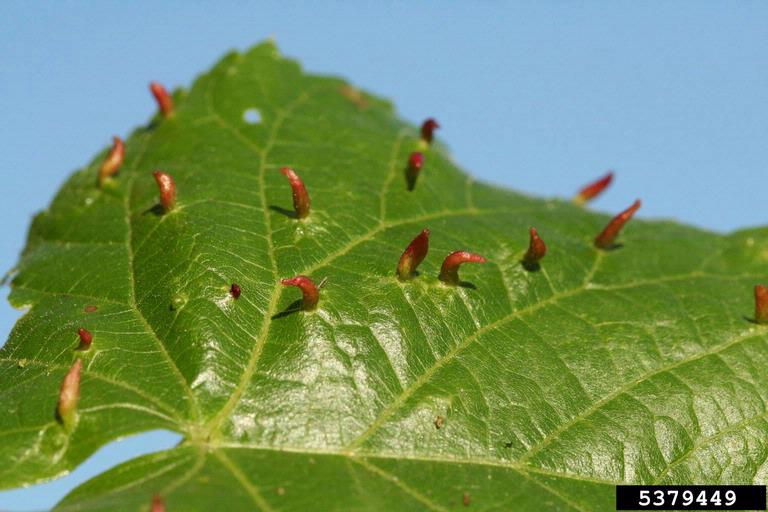 linden gall mite (Eriophyes tiliae ) on linden (Tilia spp. ) 5379449