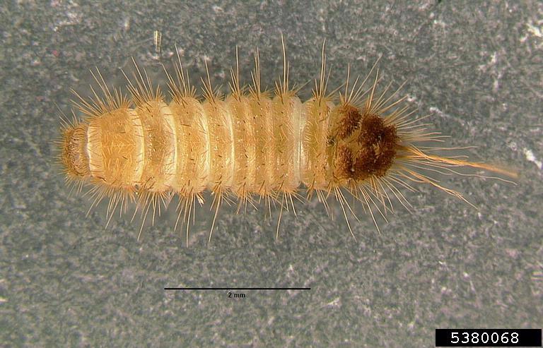 Labombom Insect any idea what this little larva is? found it next to a comb on my sink ...