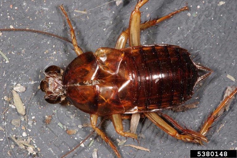 American cockroach (Periplaneta americana (Linnaeus))