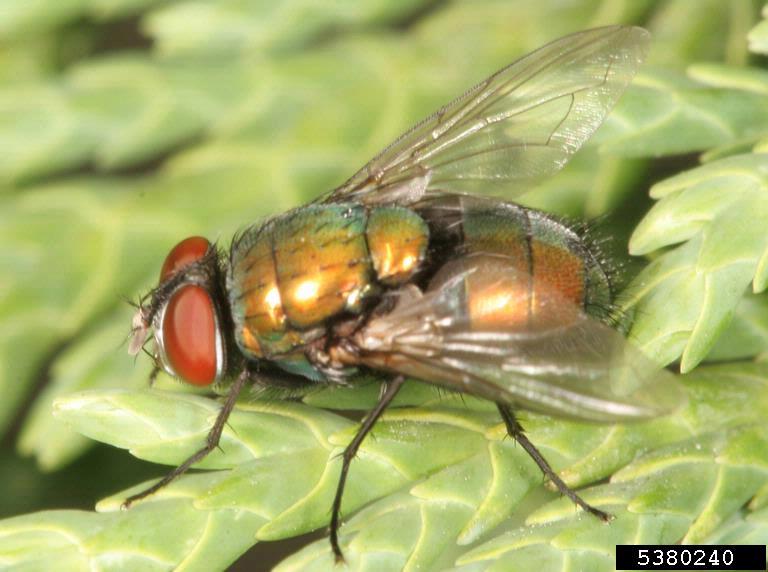 green bottle flies (Genus Lucilia)