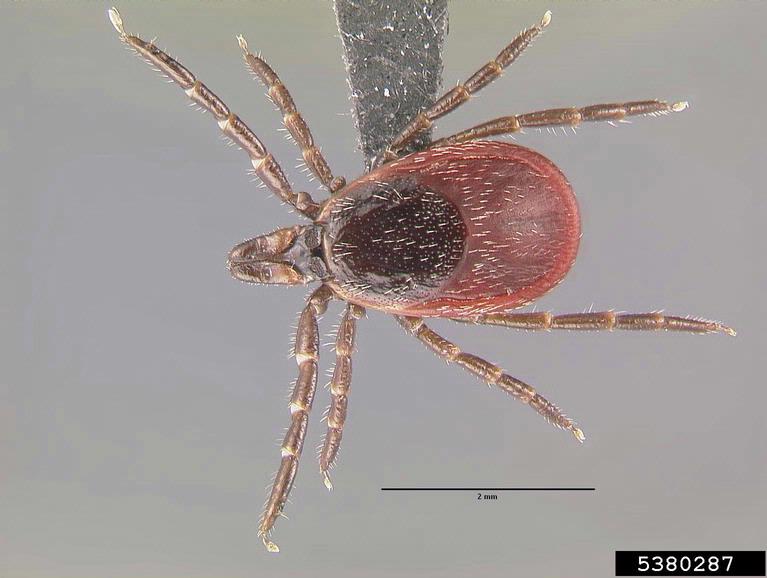 Ticks (Sheep) Bugwoodwiki