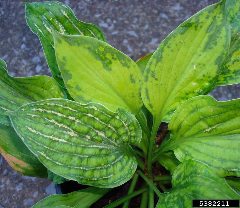 Hosta Virus X (Potexvirus Hosta Virus X (HVX))