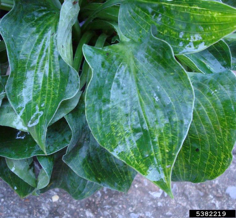 Hosta Virus X (Potexvirus Hosta Virus X (HVX))