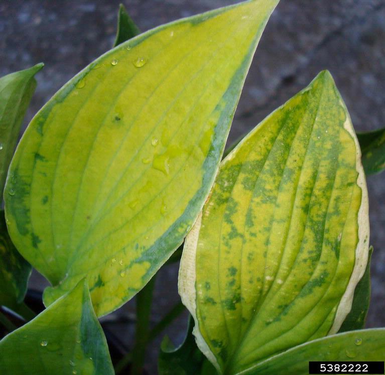 Hosta Virus X (Potexvirus Hosta Virus X (HVX))