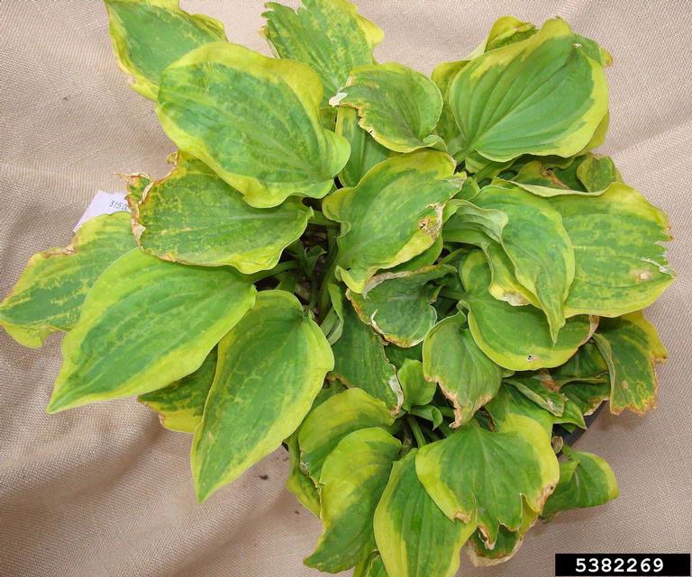 Hosta Virus X (Potexvirus Hosta Virus X (HVX))